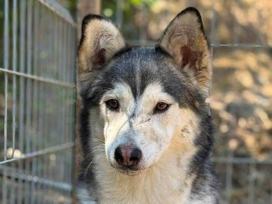 Adotta il cane AKIRA a Firenze