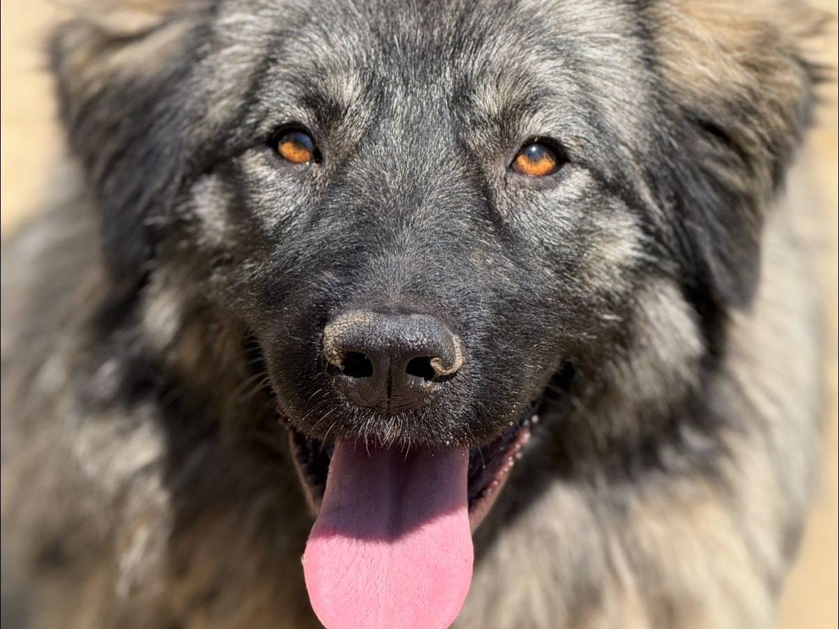 Adotta un cane, femmina, 9 mesi, Firenze