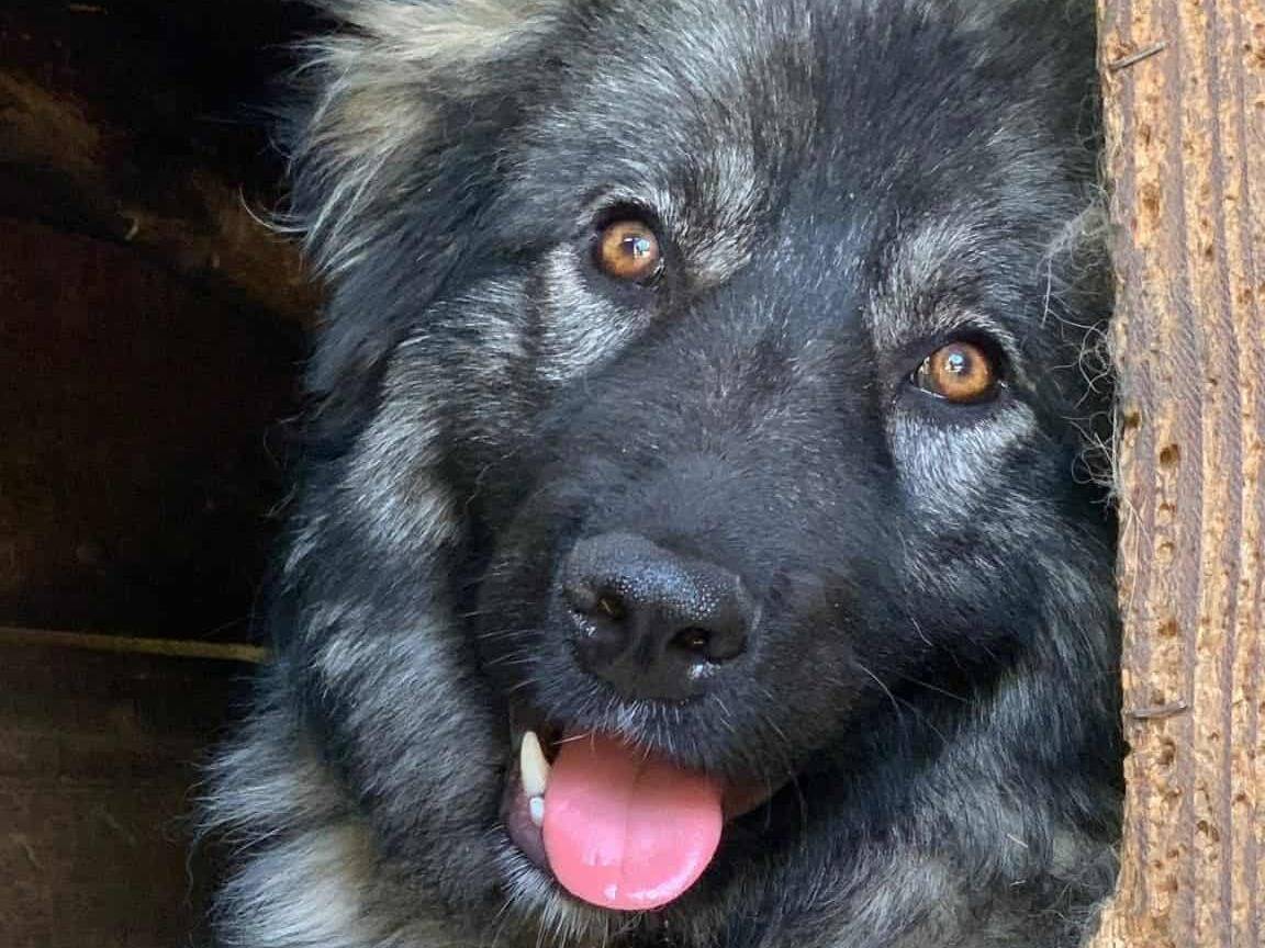 Adozione cane, femmina, Razza sconosciuta Razza sconosciuta, 9 mesi, taglia gigante, Firenze