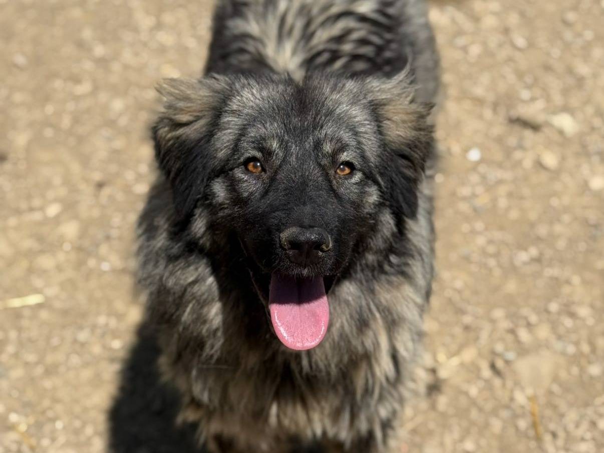 Vuoi adottare un cane a Firenze?