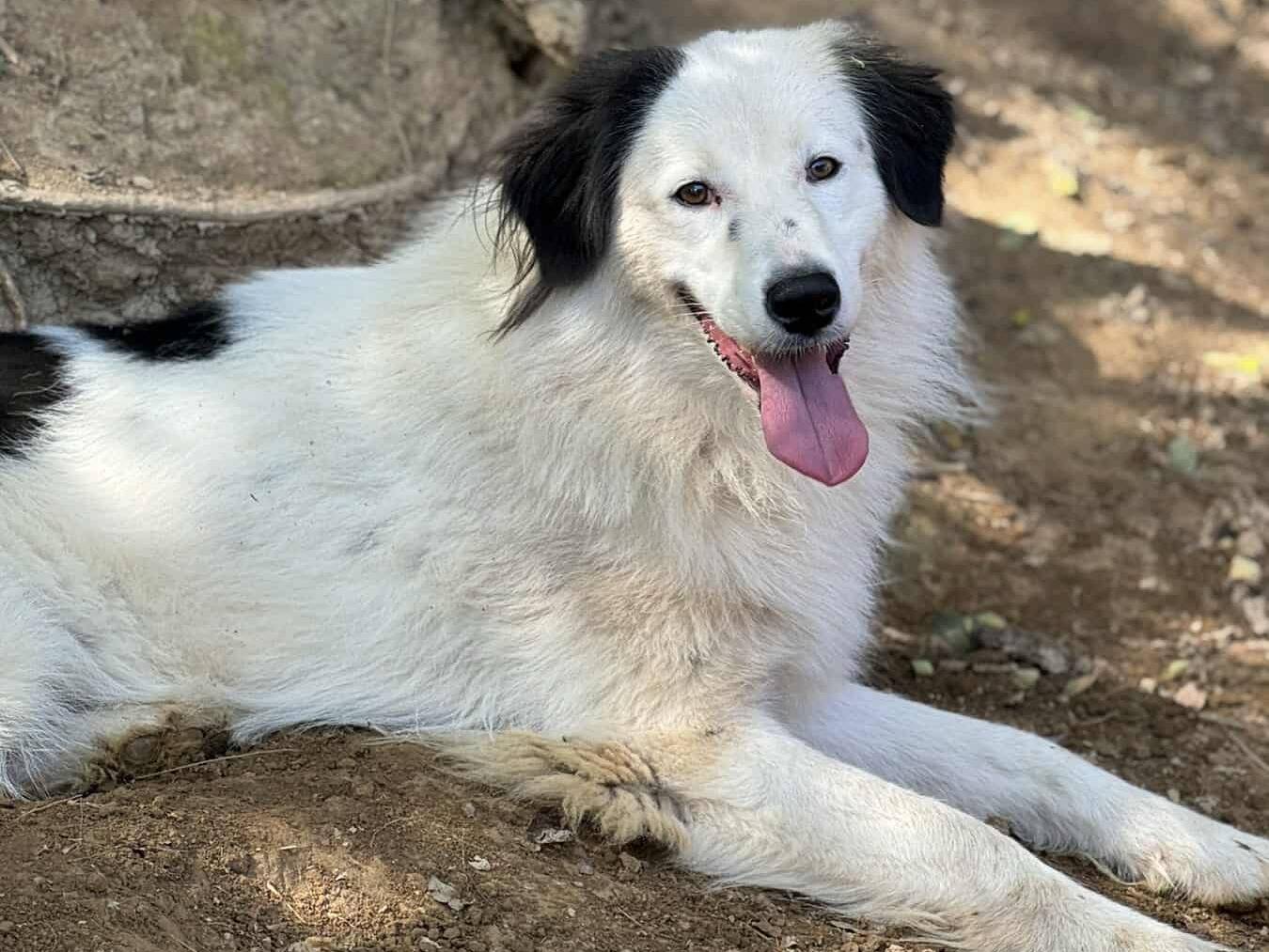 Vuoi adottare un cane a Firenze?