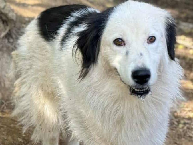 Adotta il cane DAPHNE a Firenze