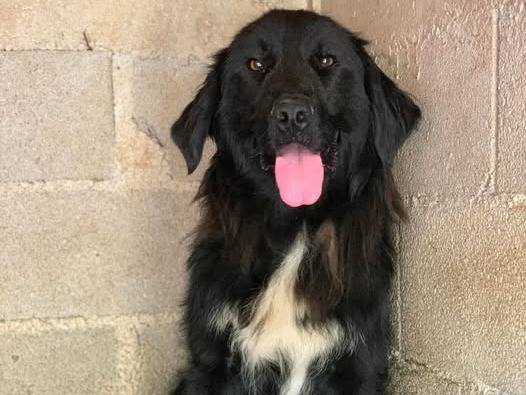 Adozione cane, maschio, Razza sconosciuta Razza sconosciuta, 2 anni, taglia grande, Firenze