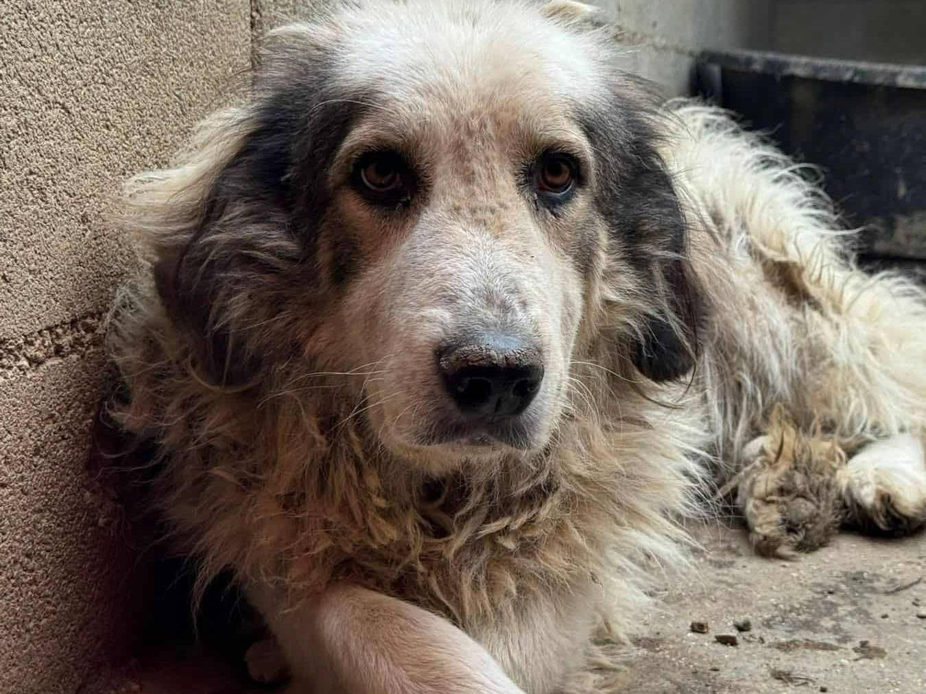 Adotta un cane, taglia gigante, maschio, Firenze