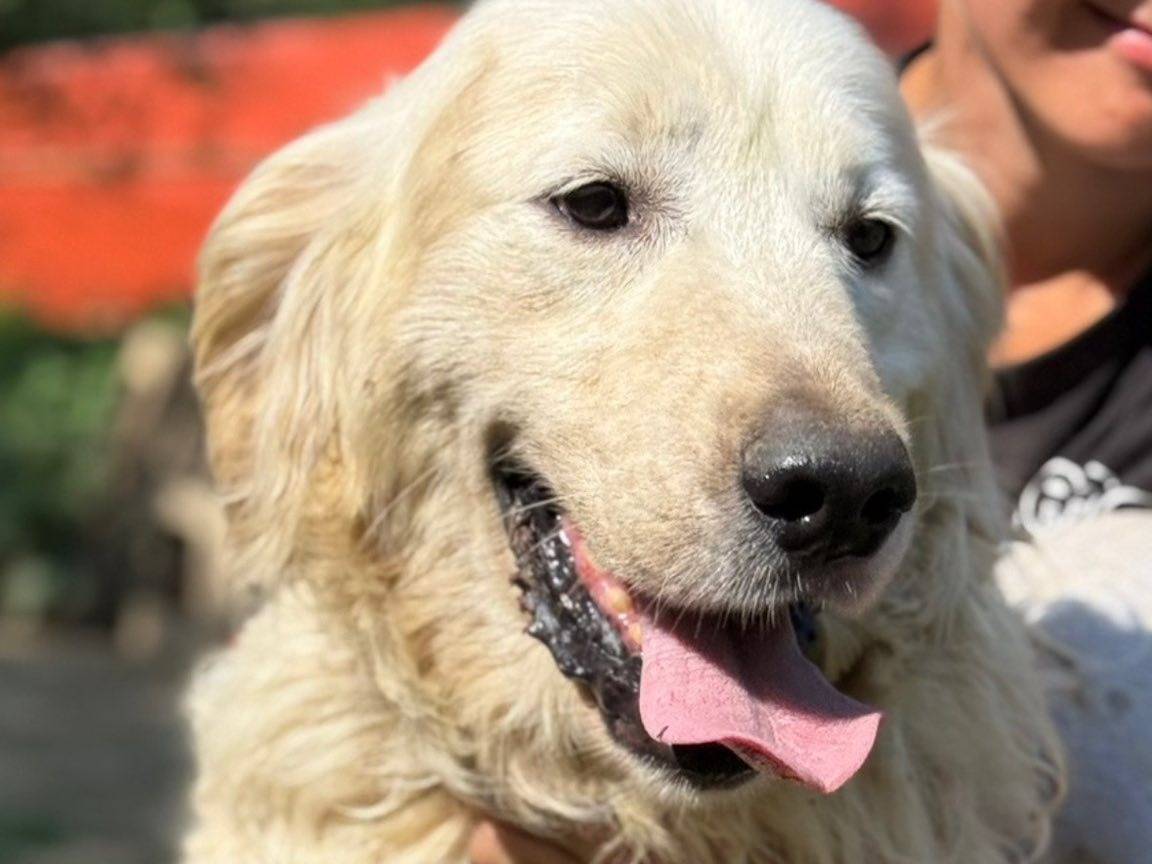 Adotta il cane MARLEY a Firenze
