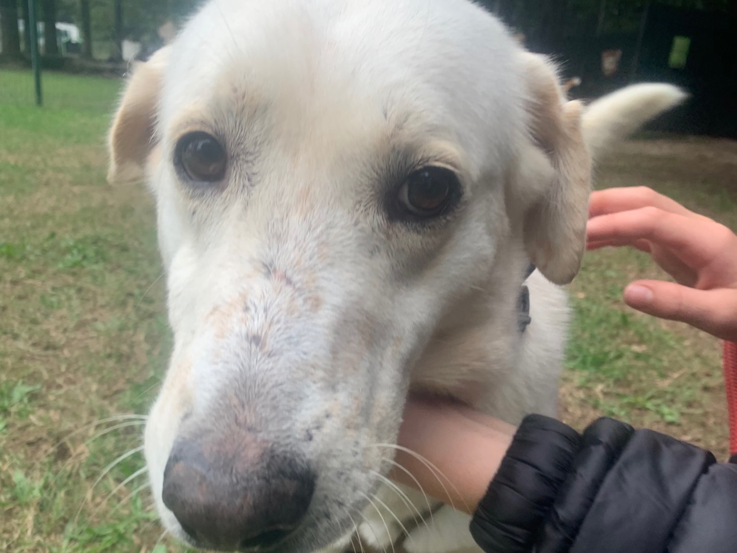 Adozione cane, femmina, Labrador Retriever Razza sconosciuta, 9 mesi, taglia media, Milano