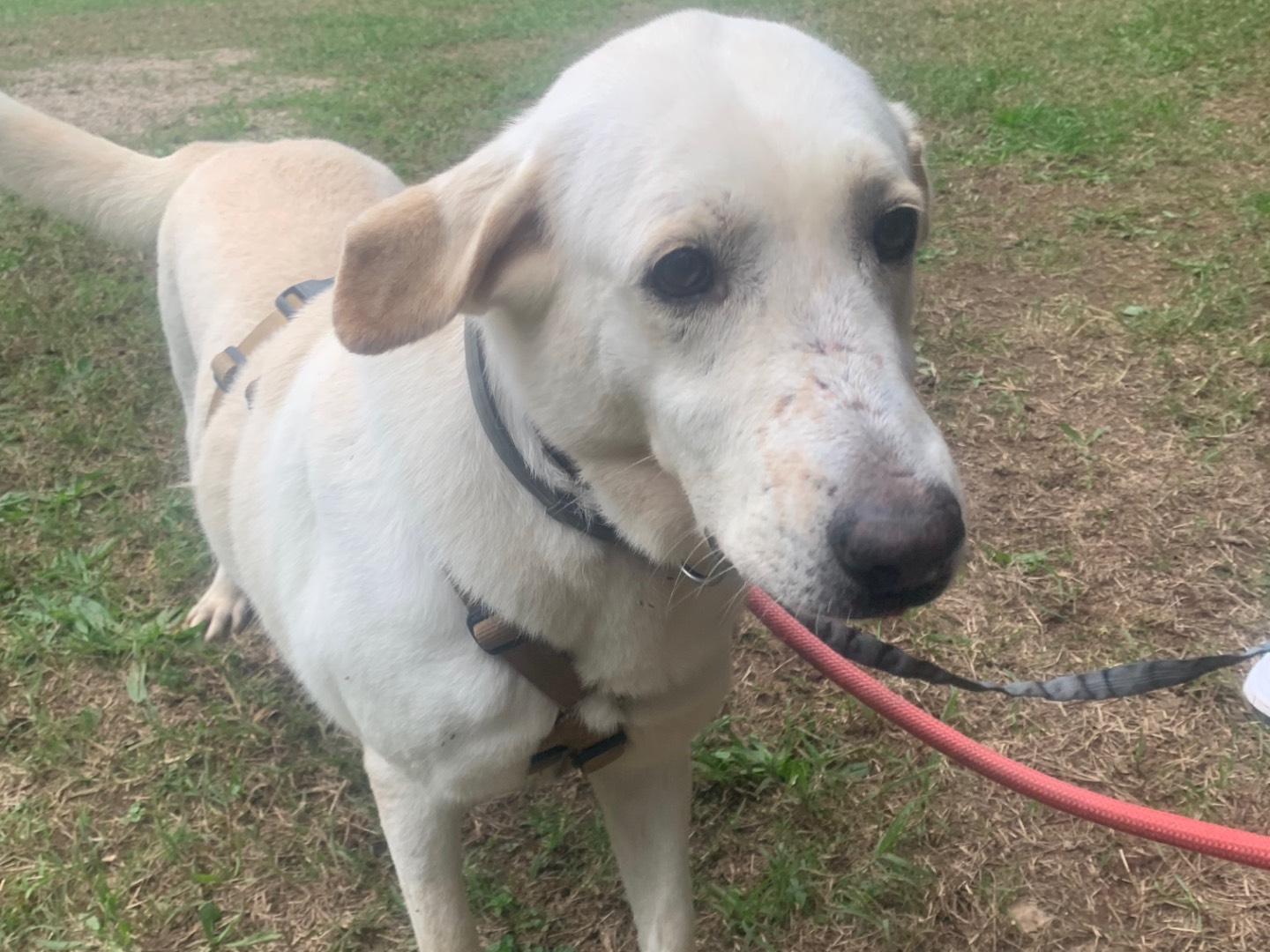 Adotta un cane, femmina, 9 mesi, Milano