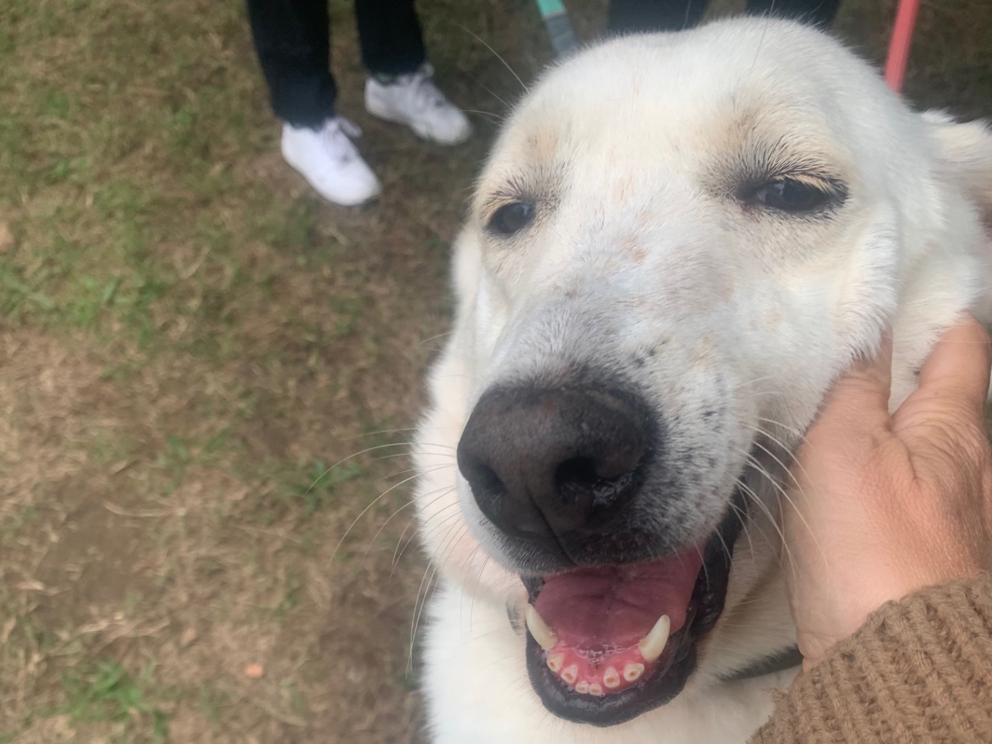 Adotta un cane, taglia media, femmina, Milano