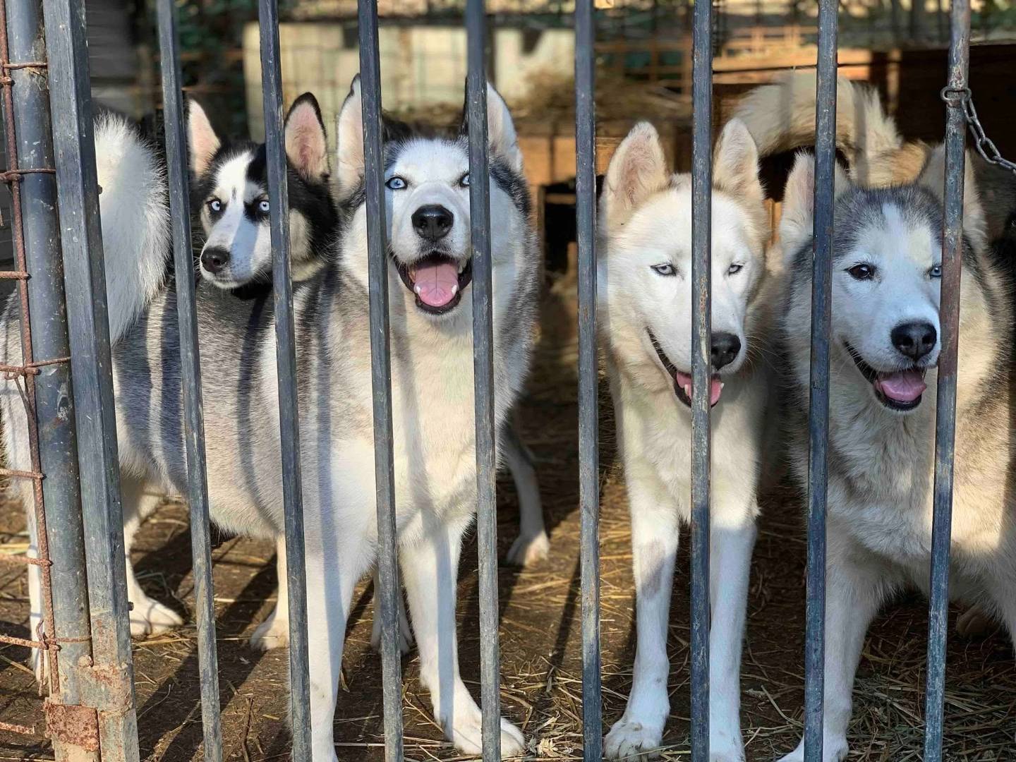 Adozione cane, femmina, Siberian Husky, 1 anno e 8 mesi, taglia media, Firenze