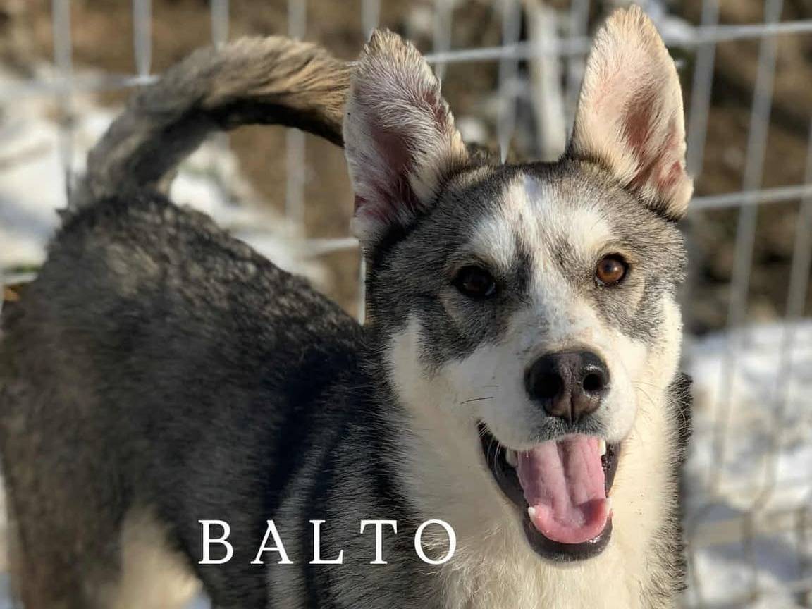 Adotta un cane, taglia media, femmina, Firenze