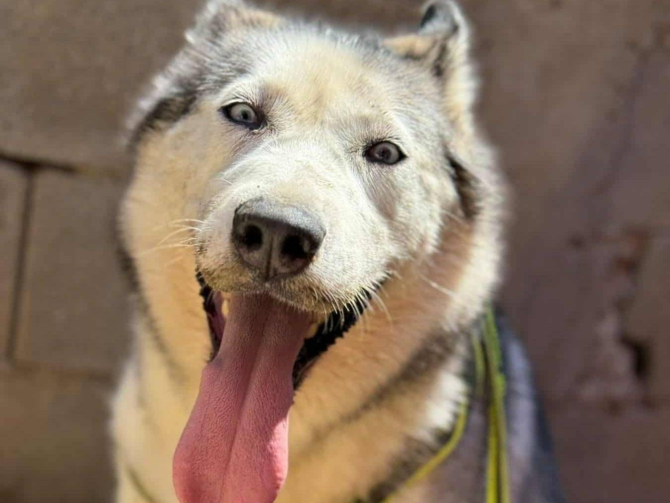 Vuoi adottare un cane a Firenze?