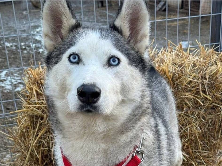 Adotta il cane TEAM HUSKY a Firenze