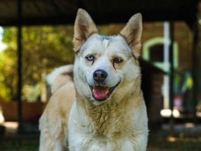 Adozione cane, femmina, Siberian Husky Razza sconosciuta, 7 anni e 9 mesi, taglia media contenuta, Bologna