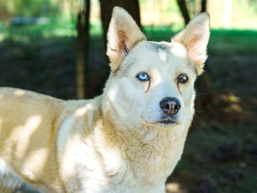 Adotta un cane, taglia media contenuta, femmina, Bologna