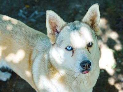 Vuoi adottare un cane a Bologna?