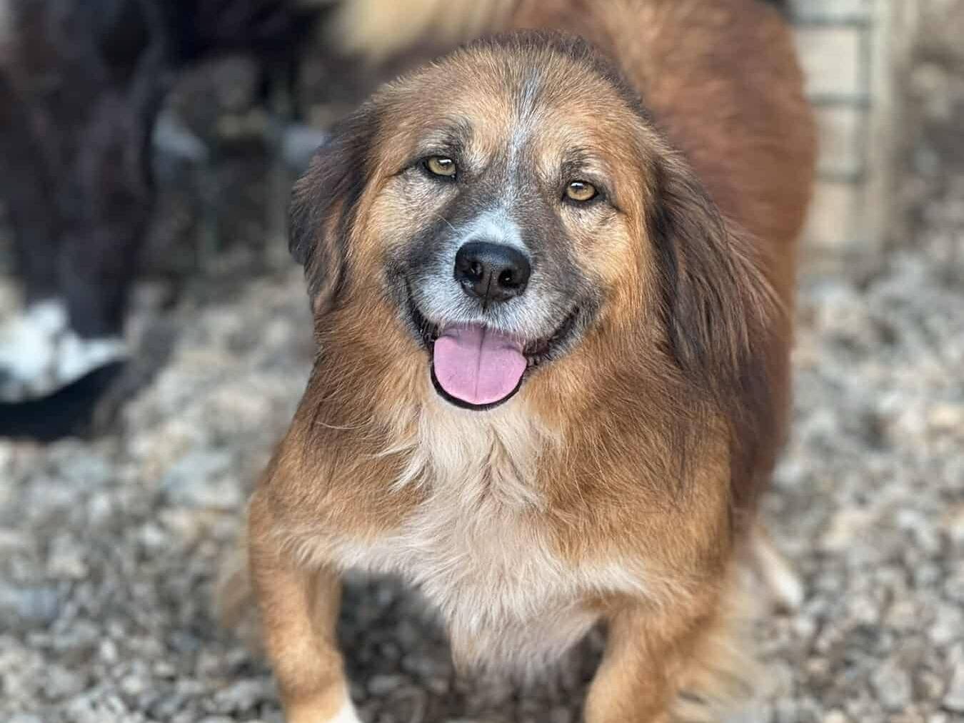 Adozione cane, maschio, Razza sconosciuta Razza sconosciuta, 4 anni, taglia media contenuta, Firenze
