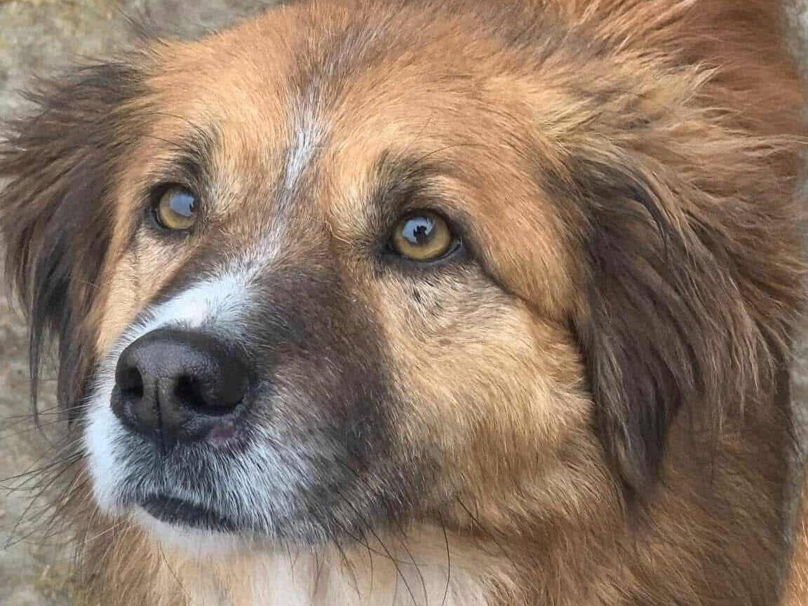 Adotta un cane, maschio, 4 anni, Firenze