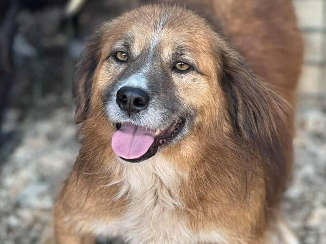 Adotta un cane, taglia media contenuta, maschio, Firenze