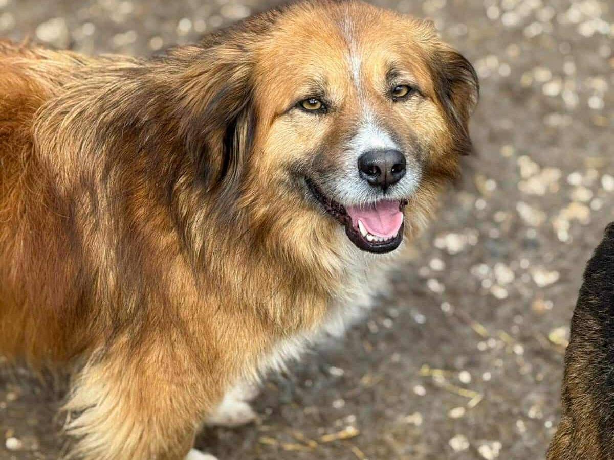 Vuoi adottare un cane a Firenze?