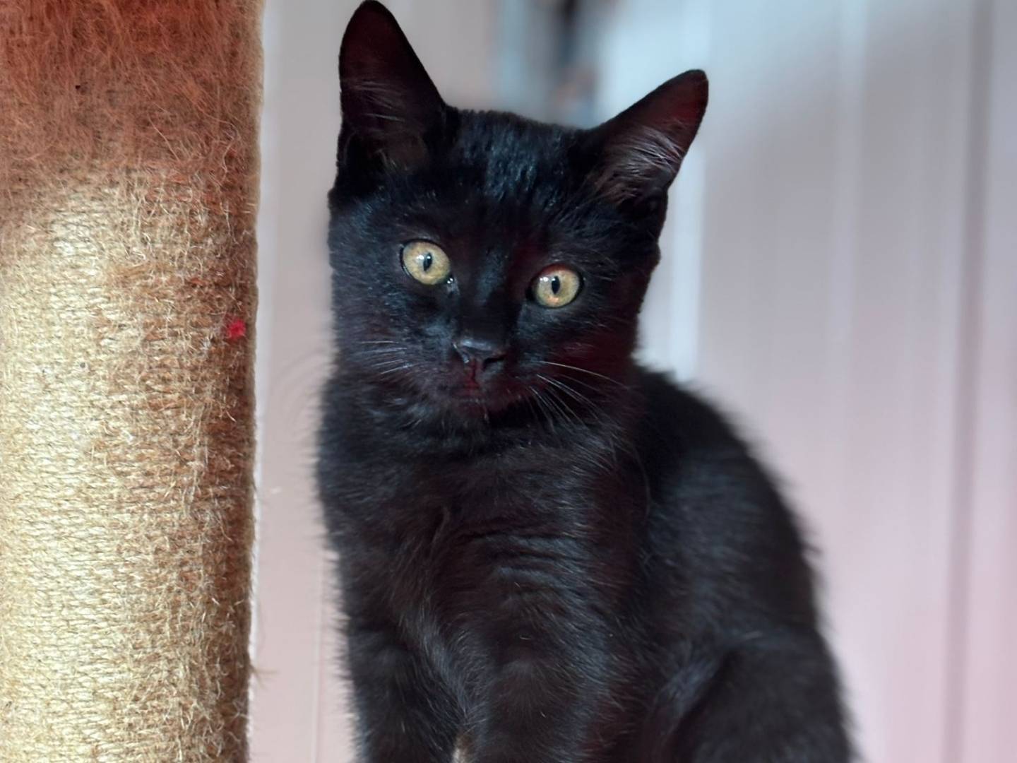 Adozione gatto, femmina, Razza sconosciuta Razza sconosciuta, 2 mesi, taglia non valida, Pisa