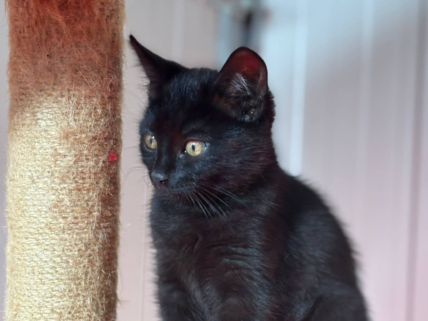Adotta un gatto, femmina, 2 mesi, Pisa