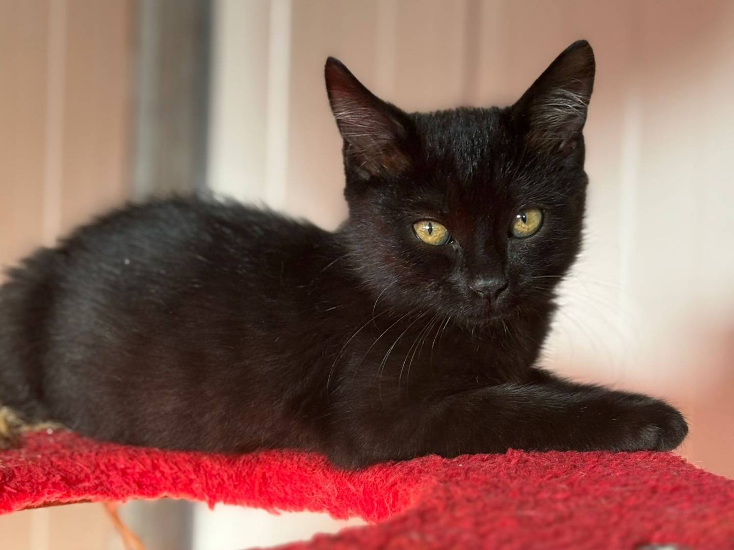 Adotta un gatto, taglia non valida, femmina, Pisa