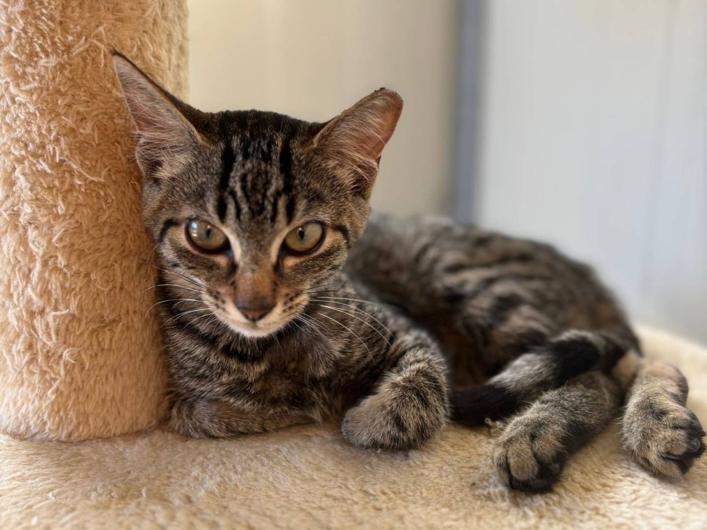 Adozione gatto, femmina, Razza sconosciuta Razza sconosciuta, 4 mesi, taglia non valida, Pisa