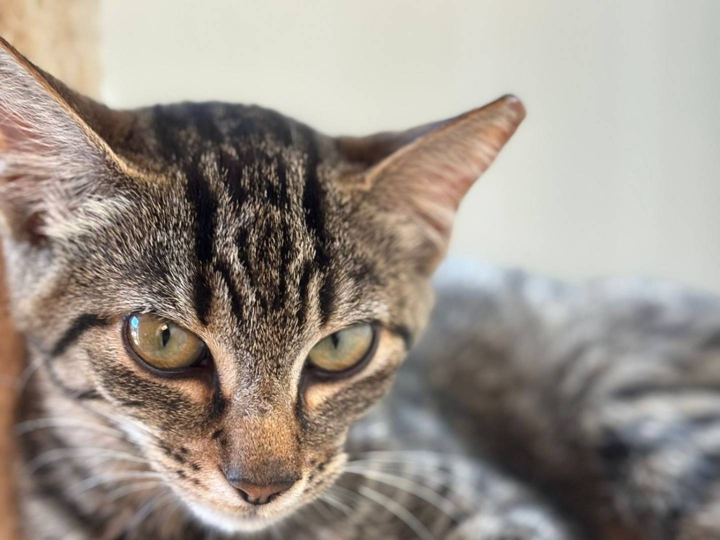 Adotta un gatto, femmina, 4 mesi, Pisa