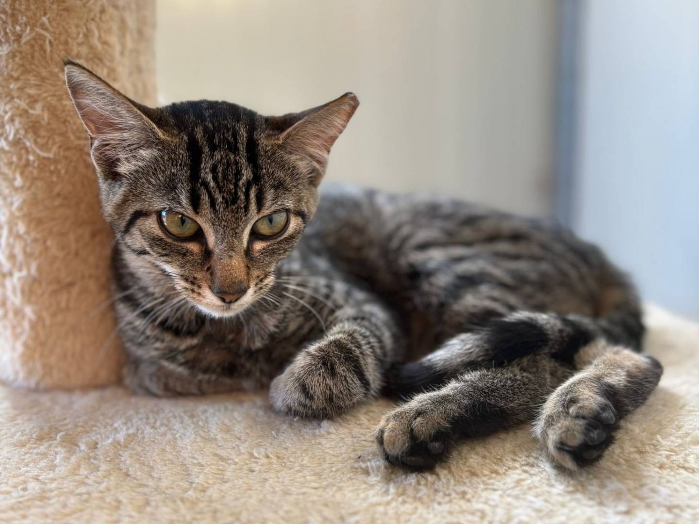 Adotta un gatto, taglia non valida, femmina, Pisa