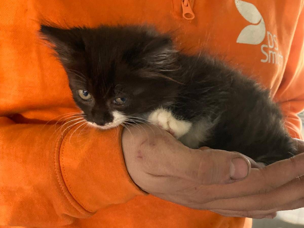 Adozione gatto, maschio, Razza sconosciuta Razza sconosciuta, 2 mesi, taglia non valida, Pisa