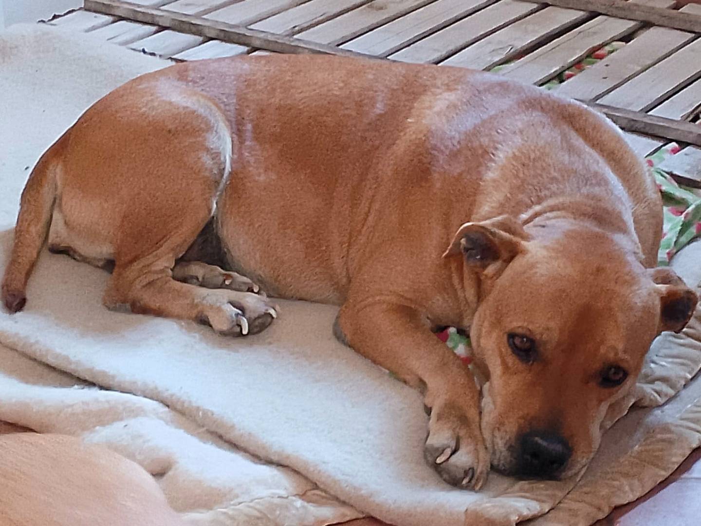 Adozione cane, femmina, Pitbull Razza sconosciuta, 10 anni e 1 mese, taglia media, Teramo