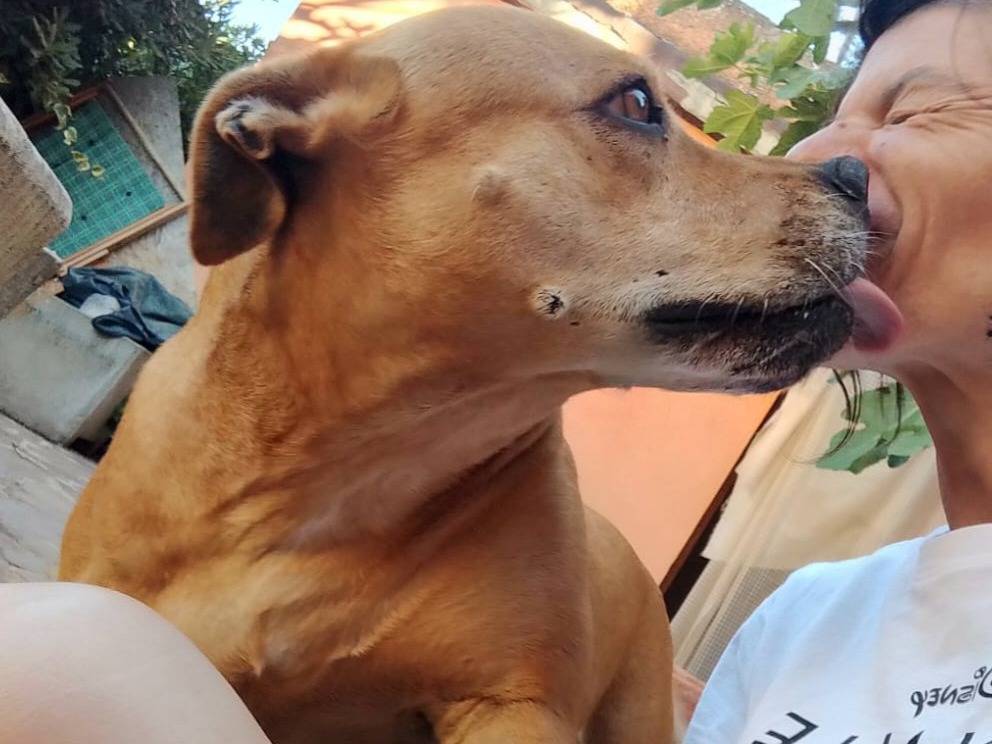 Adotta un cane, femmina, 10 anni e 1 mese, Teramo