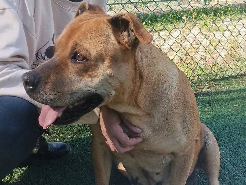 Adotta un cane, taglia media, femmina, Teramo