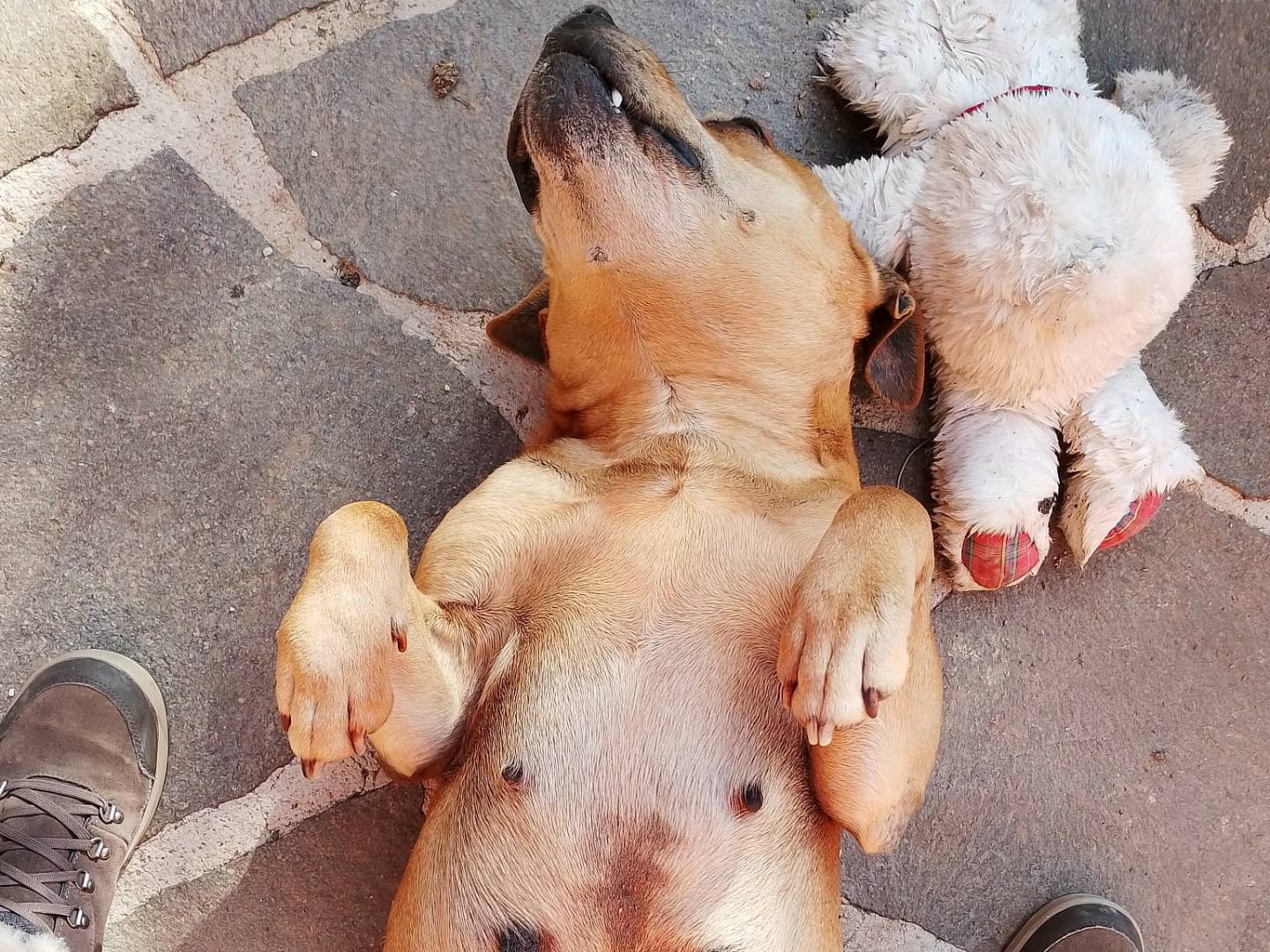 Vuoi adottare un cane a Teramo?