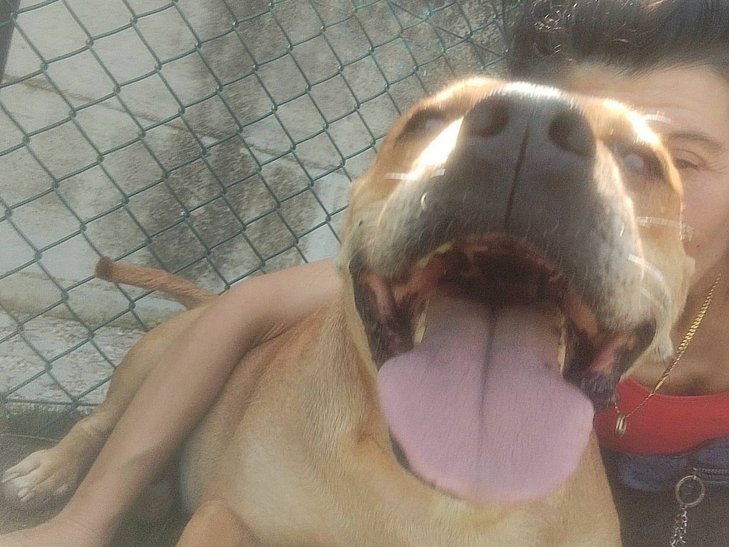 Adotta il cane Kira a Teramo