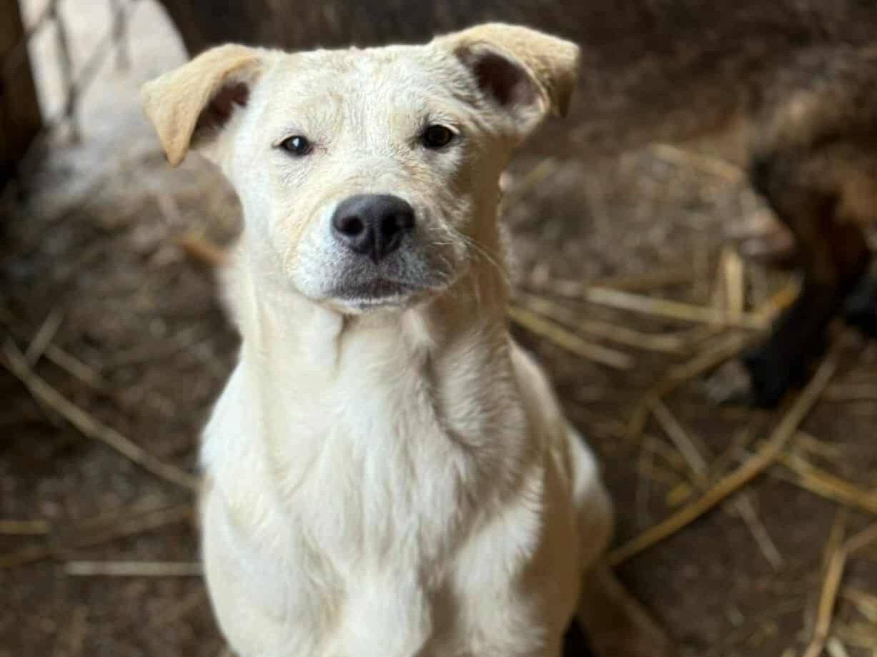 Adozione cane, femmina, Razza sconosciuta Razza sconosciuta, 1 anno e 9 mesi, taglia media contenuta, Firenze