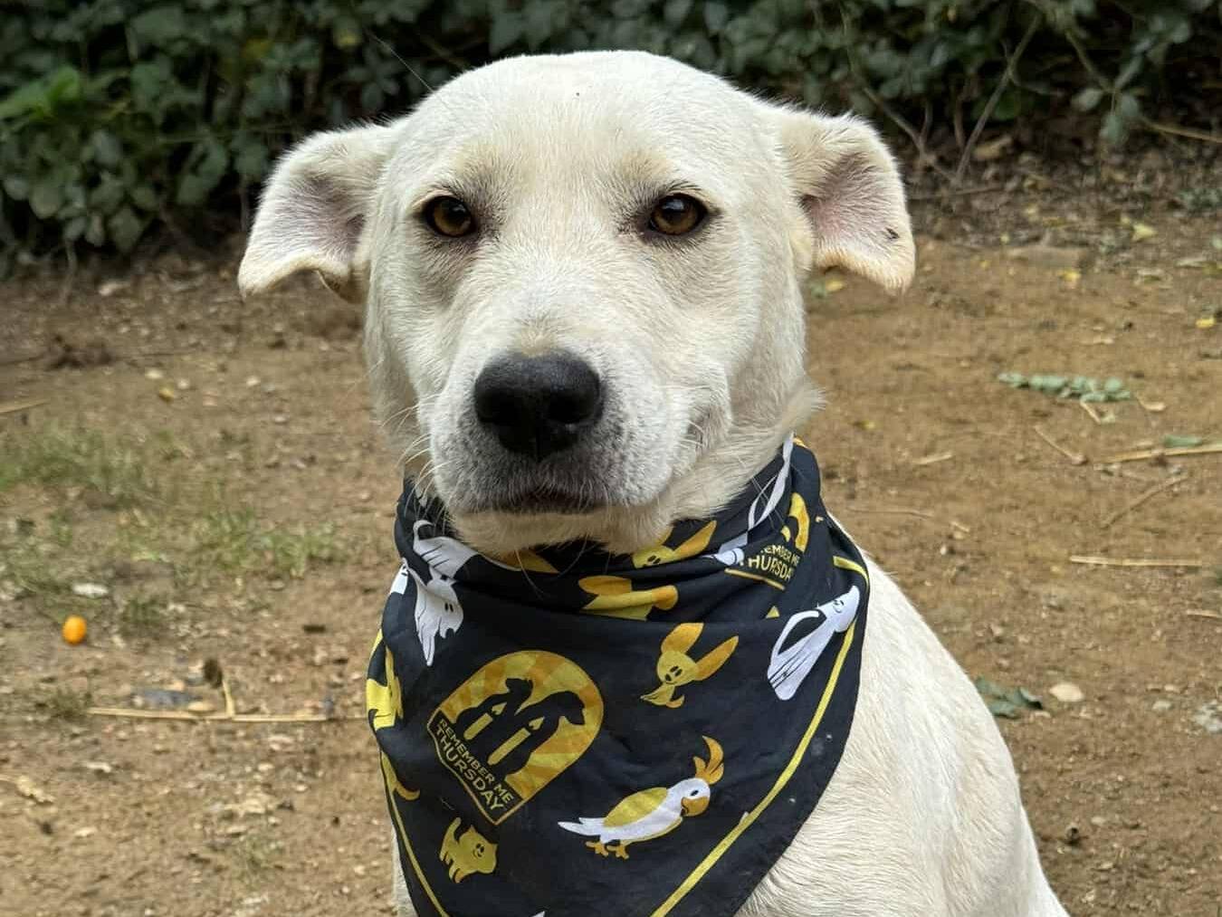 Adotta un cane, femmina, 1 anno e 9 mesi, Firenze