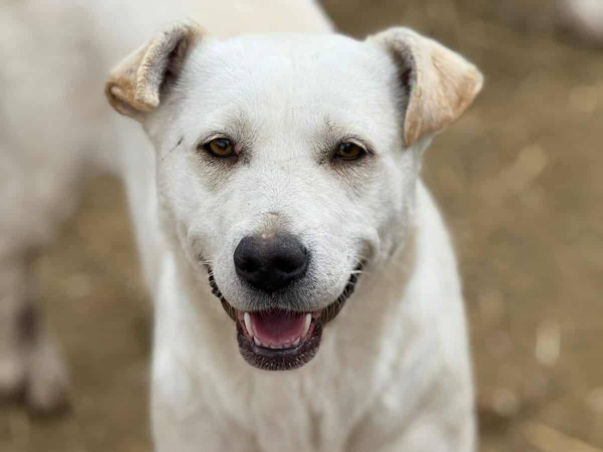 Vuoi adottare un cane a Firenze?