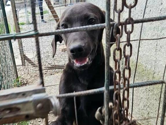 Adozione cane, maschio, Razza sconosciuta Razza sconosciuta, 5 mesi, taglia media, Teramo