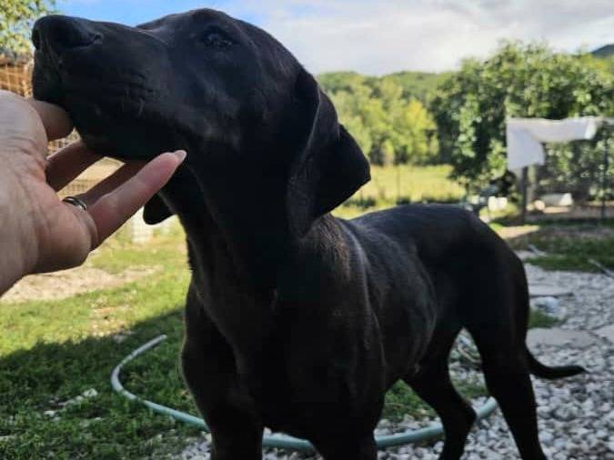 Adotta un cane, maschio, 5 mesi, Teramo