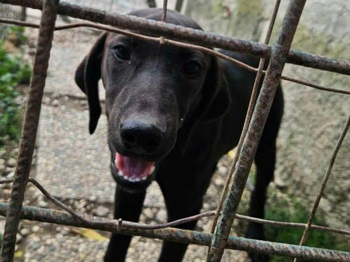 Adotta un cane, taglia media, maschio, Teramo