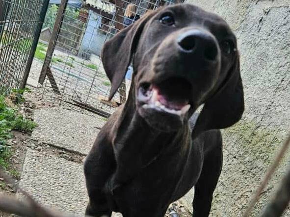 Vuoi adottare un cane a Teramo?