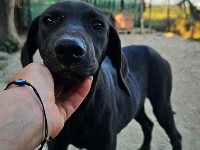 Adotta il cane Silvio a Teramo