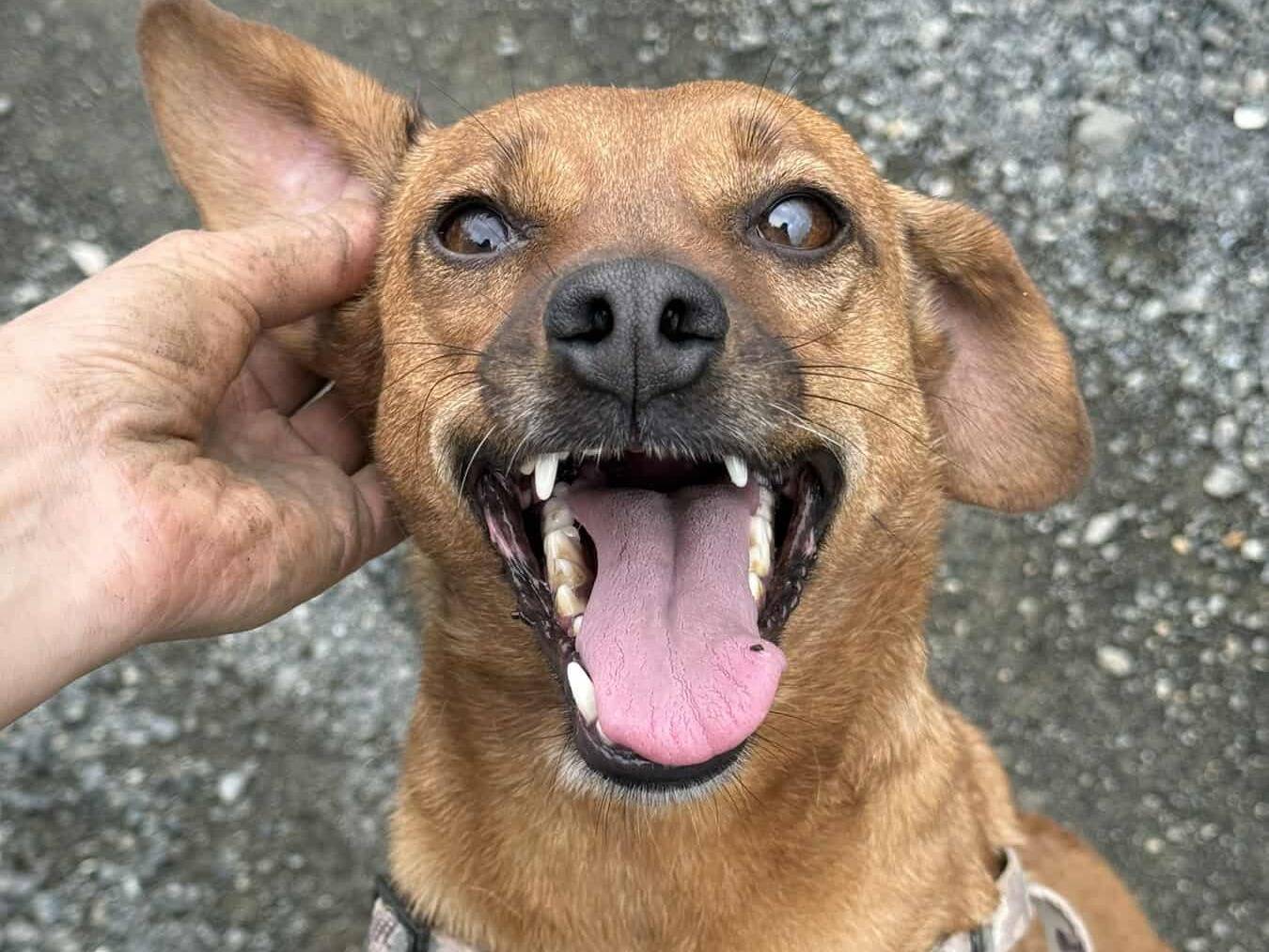 Adozione cane, femmina, Razza sconosciuta Razza sconosciuta, 2 anni e 9 mesi, taglia piccola, Firenze