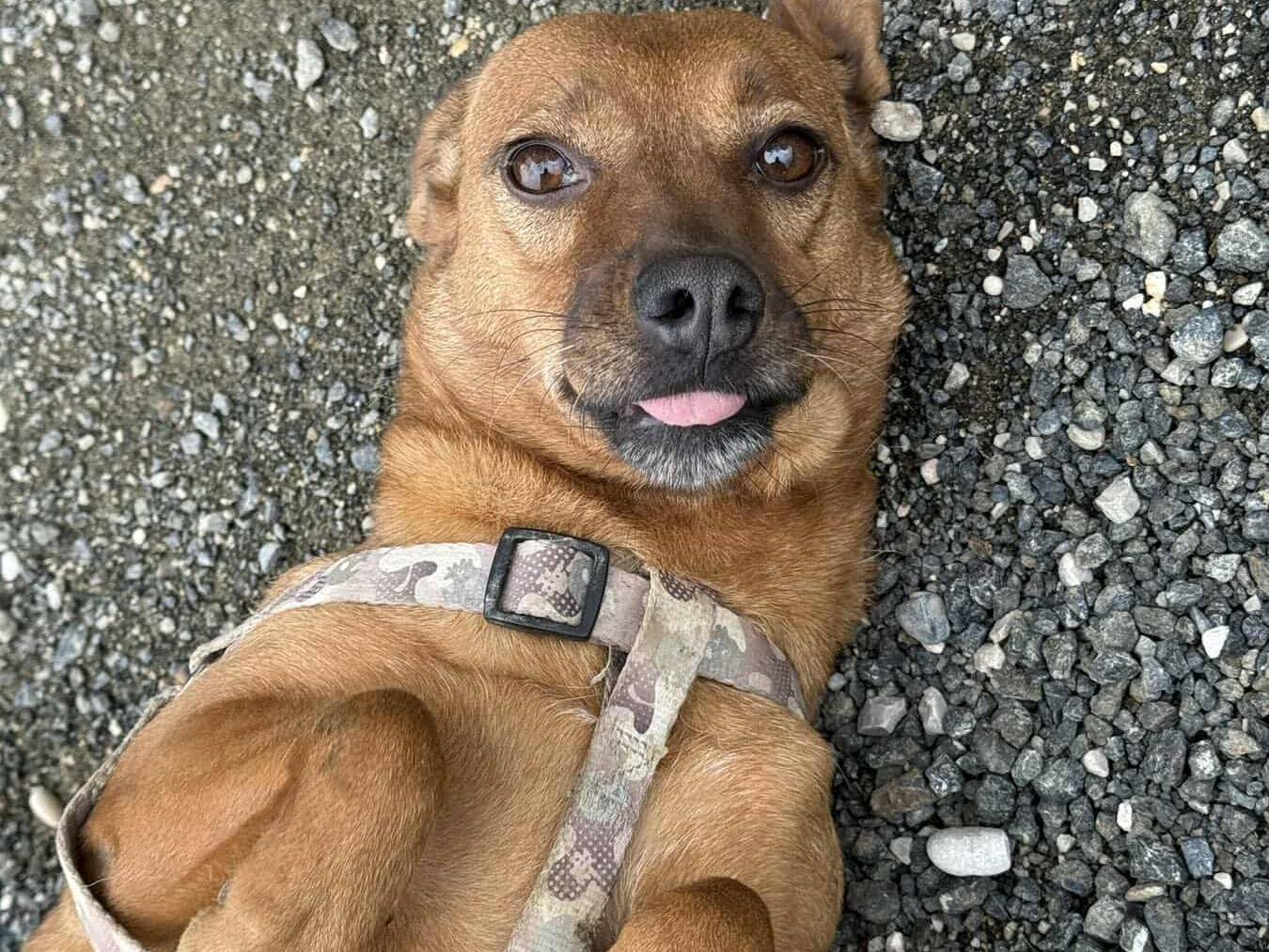 Adotta un cane, femmina, 2 anni e 9 mesi, Firenze
