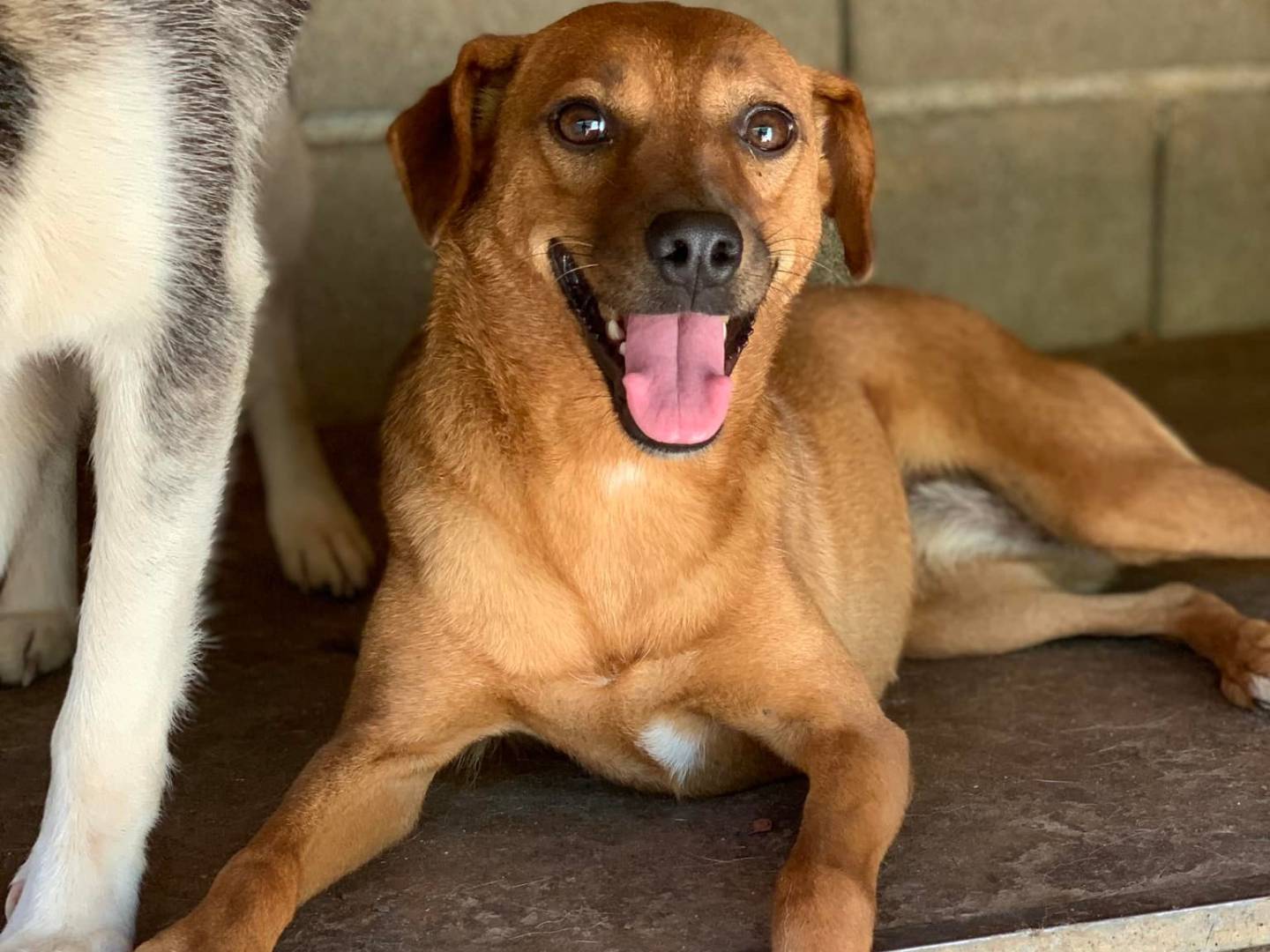 Vuoi adottare un cane a Firenze?