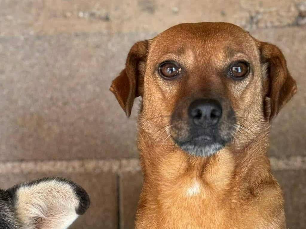 Adotta il cane REDDY a Firenze