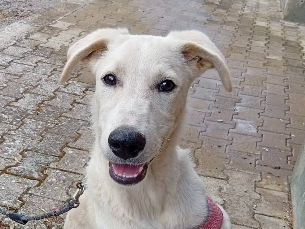 Adozione cane, maschio, Razza sconosciuta Razza sconosciuta, 4 mesi, taglia media, Palermo