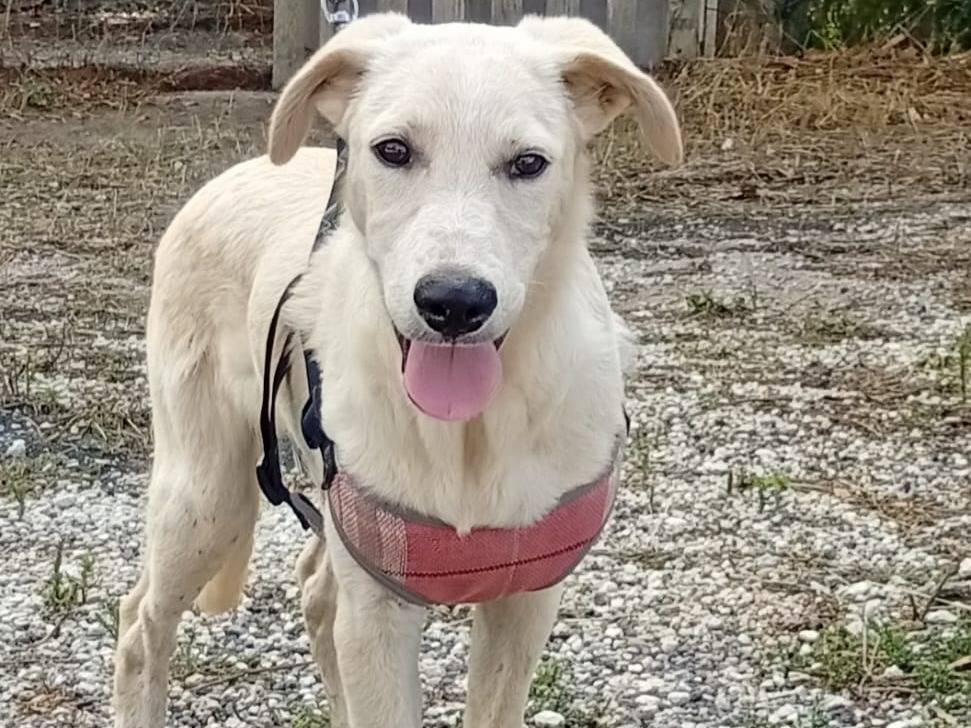 Adotta un cane, maschio, 4 mesi, Palermo