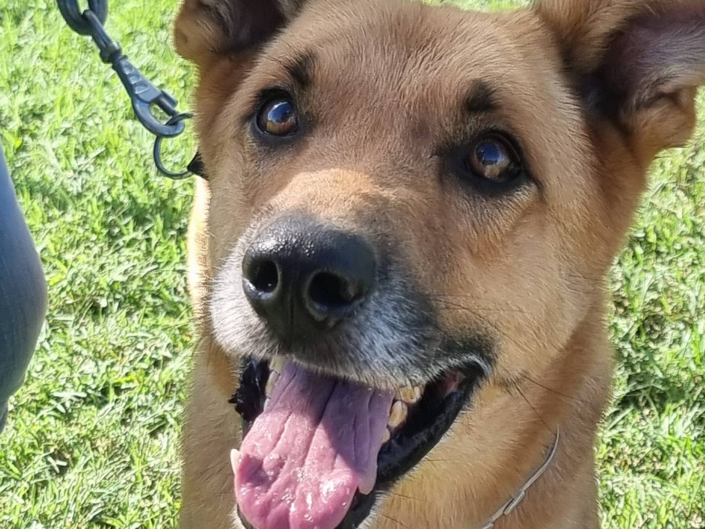 Adozione cane, maschio, Razza sconosciuta Razza sconosciuta, 8 anni e 6 mesi, taglia media, Pavia